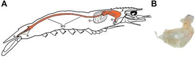 Digesting the Indigestible: Microplastic Extraction From Prawn Digestive Tracts